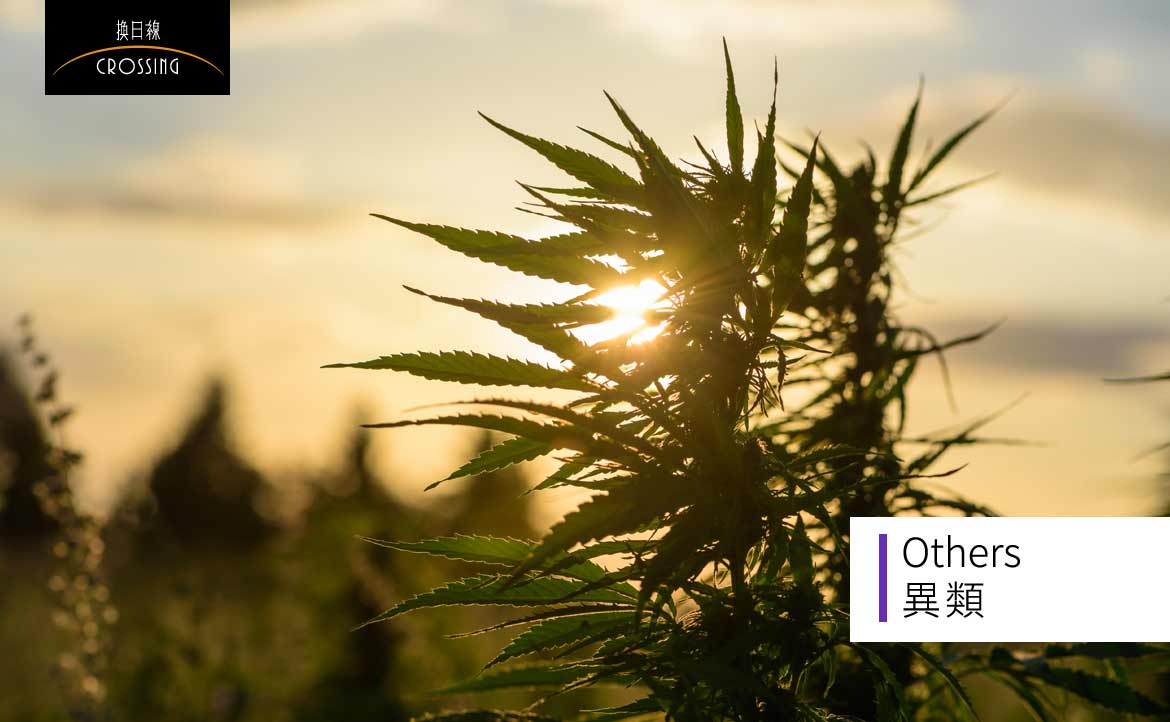 「大麻工業 2.0 」？是投資創新的「產業鏈」，更是朝不保夕的「食物鏈」──【大麻農場打工紀實】（三）