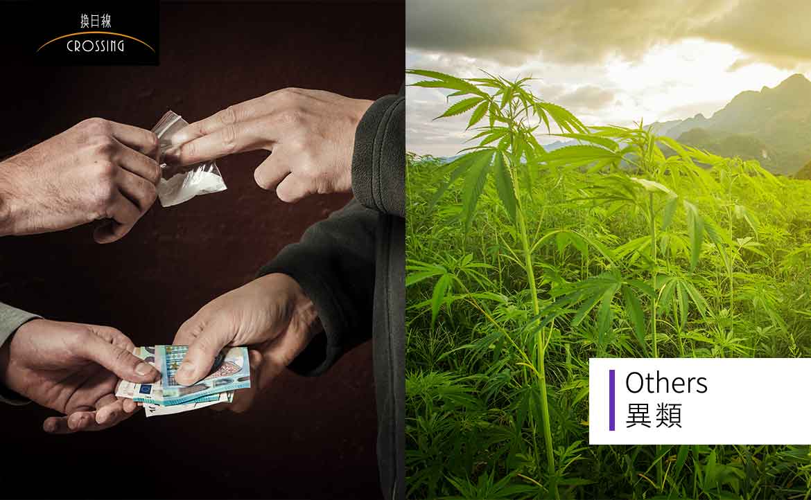 【大麻農場打工紀實】（四）誤闖毒品派對：人們共同保守黑色秘密，沒有一個人的口袋乾淨