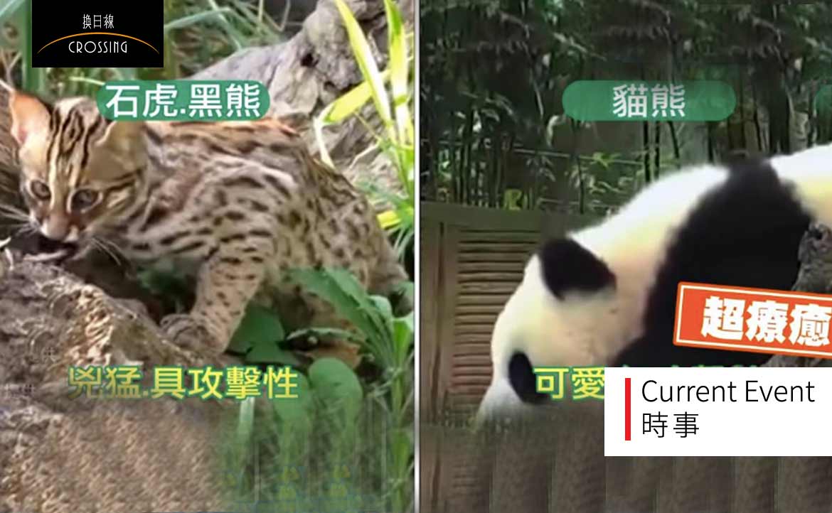 保不保育和可不可愛真的沒關係，我們對動保議題，還可以多些什麼認識？