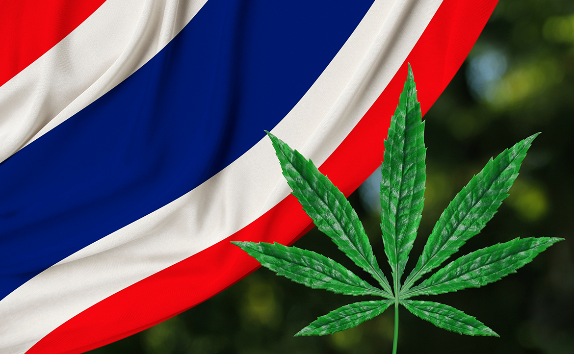 大麻在泰國真的完全開放了嗎？曾是管制毒品，如今成「健康養生旅遊」招財利器？
