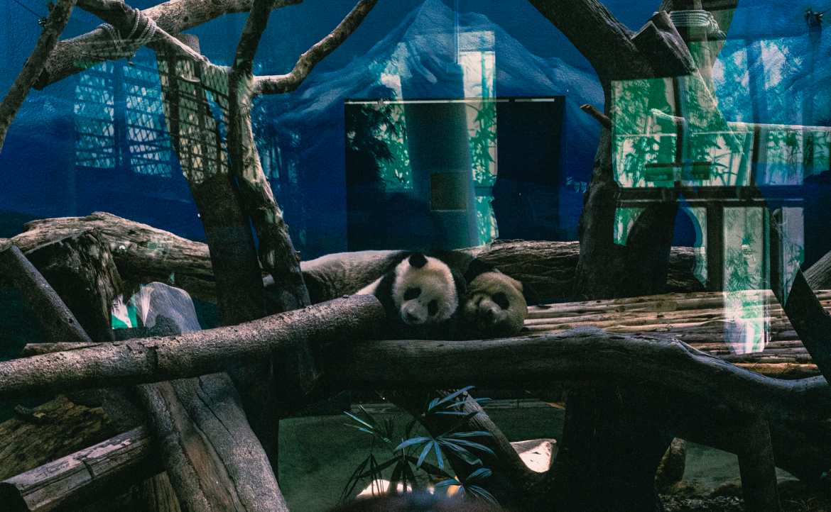 人怕出名，大貓熊又何嘗不是？──住在動物園的「林中隱士」，真的快樂嗎？