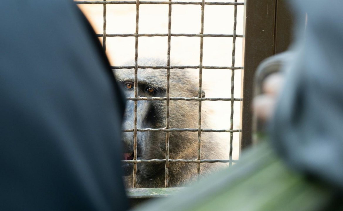 不去六福村要去哪裡？──從一隻狒狒之死，看臺灣亟需動物園的「替代方案」