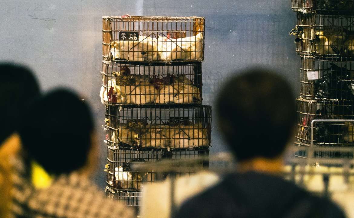 為什麼要「目送」5 萬隻雞死去？──見證死亡，也是保護動物嗎？