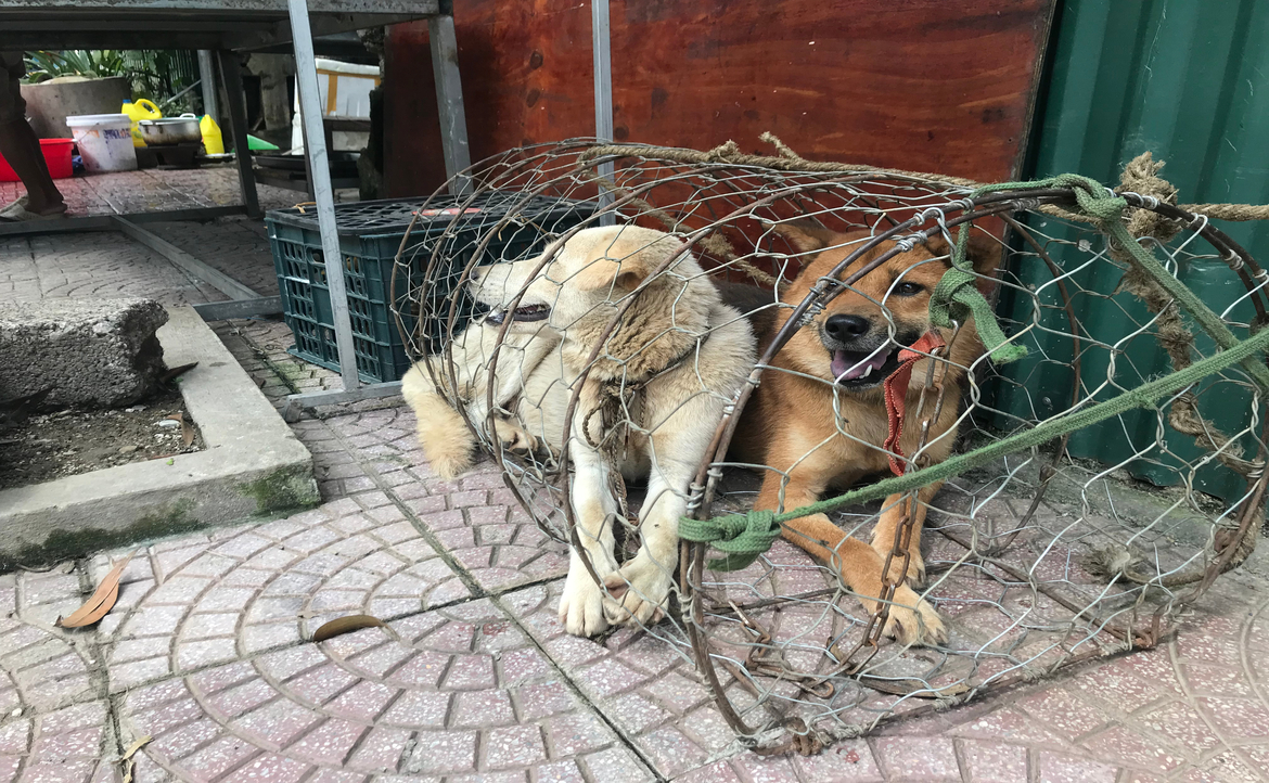 韓國立法禁食狗肉（上）：具千年歷史的狗肉文化，為何至今仍讓少數韓國人難以忘懷？