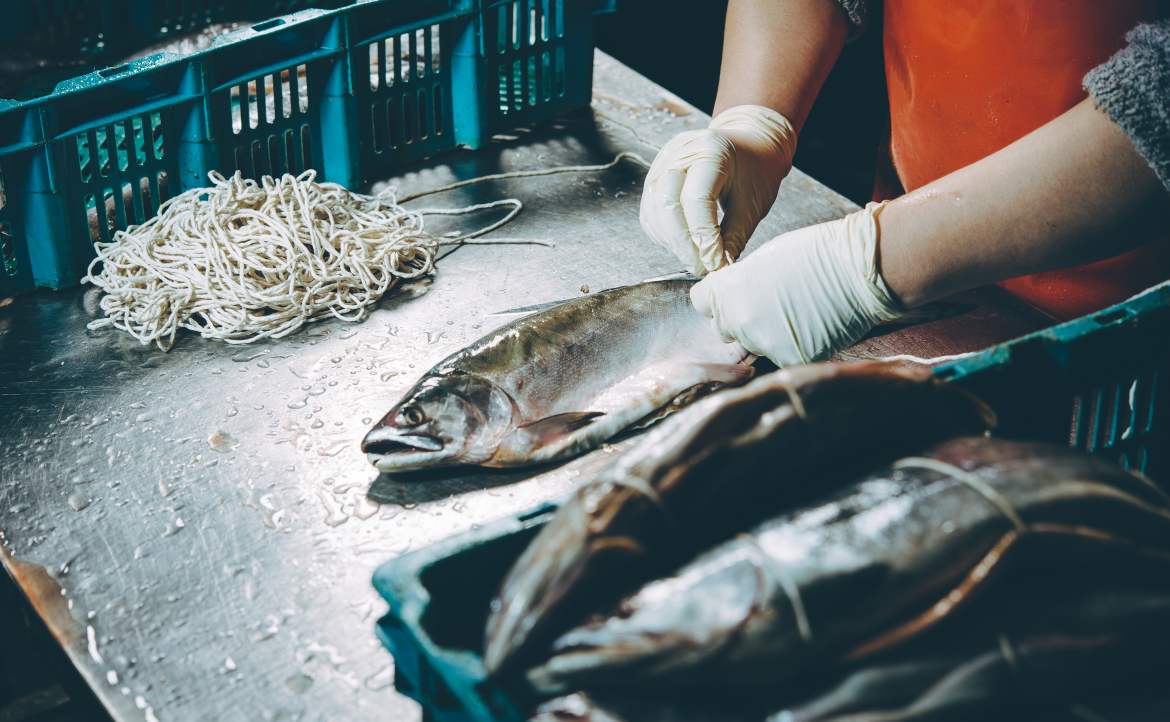 【我的潤澳手記】（五）：在海鮮廠當剝魚皮女工，「打工度假」的幻想與真相